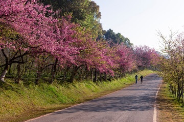 selective focus, bush of pink flowers on the roadside in Chiang Mai, pink color, Cherry blossom bushes are growing and blooming in northern Thailand.