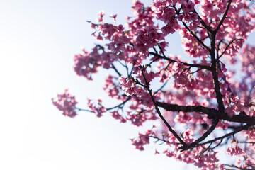 selective focus, bush of pink flowers on the roadside in Chiang Mai, pink color, Cherry blossom bushes are growing and blooming in northern Thailand.