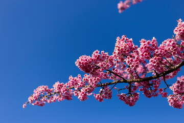 selective focus, bush of pink flowers looks full and beautiful. Soft FocusCherry blossom, pink color, blue sky background. Cherry blossom bushes are growing and blooming in northern Thailand.