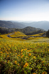 VerticalLandscape yellow flower field on the mountain. landscape with clear sky. Sunflower field, Mae Hong Son, Thailand. Background image.