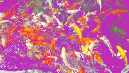 Abstract background. Beautiful fish in the farm for sale by professional farmers. Gradient purple yellow gray white light. Thailand. Fish, Water, Pond, Carp, Orange, Goldfish, Red, Animal, Food, Color