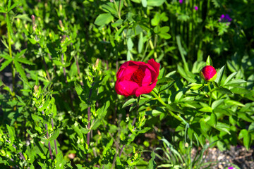 Opening day of public park named Ueberlandpark with peony flowers at Swiss city of Zürich on a...