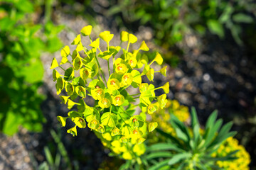 Opening day of public park named Ueberlandpark with yellow flowers at Swiss city of Zürich on a...