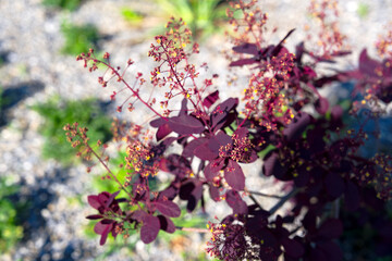 Opening day of public park named Ueberlandpark with purple flowers at Swiss city of Zürich on a...