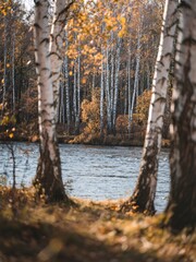 Birch forest in autumn