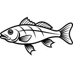 Elegant Zander Fish Line Sketch Vector