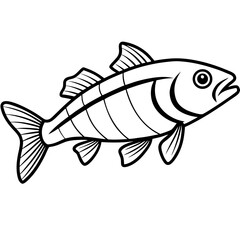 Elegant Zander Fish Line Sketch Vector