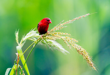 Crimson Bird on Wild Grass