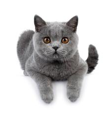 Blue British shorthair cat kitten, laying down facing front. Paws hanging over edge. Looking straight camera Isolated on a white background.