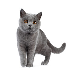 Blue British shorthair cat kitten, walking towards camera. Looking beside camera Isolated on a white background.
