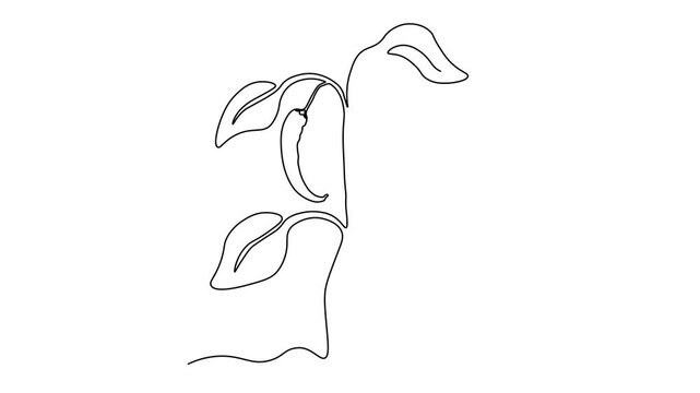 Abstract hot chili pepper bush in the garden,on the farm,agriculture,cottage. Self drawing animation one continuous line draw, logo