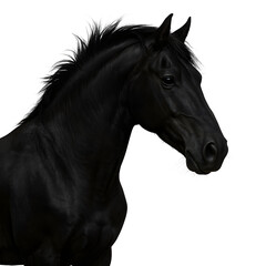 black horse isolated