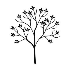 a flowering serviceberry tree with thin branches a