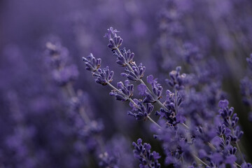 Lavender flowers in Provence, France. Macro purple background with blooming lavender field.