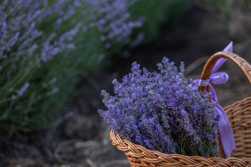 Lavender flowers in Provence, France. Macro purple background with blooming lavender field.