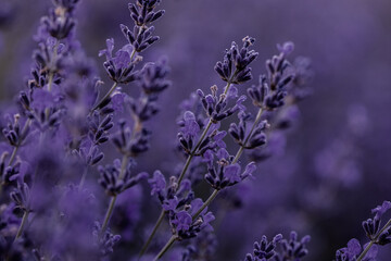 Lavender flowers in Provence, France. Macro purple background with blooming lavender field.