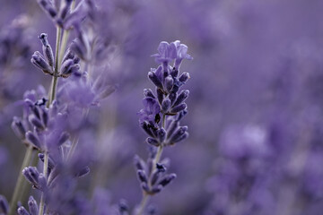 Lavender flowers in Provence, France. Macro purple background with blooming lavender field.