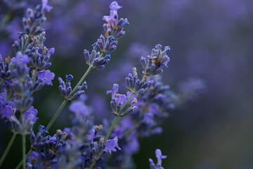 Lavender flowers in Provence, France. Macro purple background with blooming lavender field.