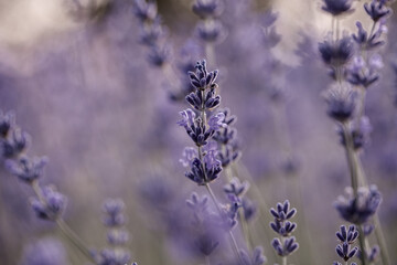 Lavender flowers in Provence, France. Macro purple background with blooming lavender field.