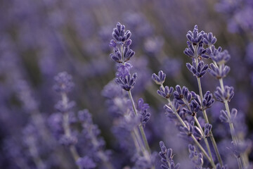 Lavender flowers in Provence, France. Macro purple background with blooming lavender field.