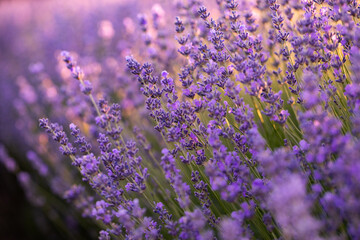 Lavender flowers in Provence, France. Macro purple background with blooming lavender field.