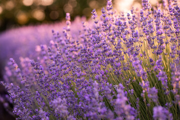 Lavender flowers in Provence, France. Macro purple background with blooming lavender field.