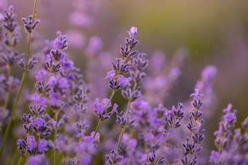 Lavender flowers in Provence, France. Macro purple background with blooming lavender field.
