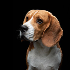 A beagle looks off to the side against a deep black background, emphasizing its thoughtful and...