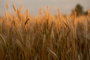 wheat ear, macro photo in the wheat field ready for harvest. Bread is made from wheat grains