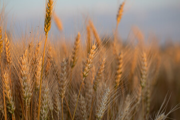 wheat ear, macro photo in the wheat field ready for harvest. Bread is made from wheat grains
