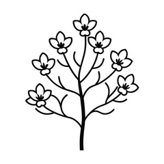 a mimusops tree in bloom with wide spaced flowers  (1)