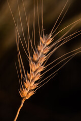 wheat ear, macro photo in the wheat field ready for harvest. Bread is made from wheat grains