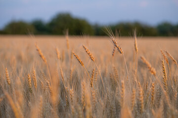 wheat ear, macro photo in the wheat field ready for harvest. Bread is made from wheat grains
