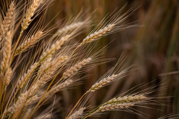 wheat ear, macro photo in the wheat field ready for harvest. Bread is made from wheat grains