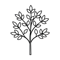 a myrtle tree with clustered flowers and oval leaf (1)