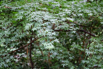 日本周遊　箱根大平台みなと荘での寛ぎのひととき