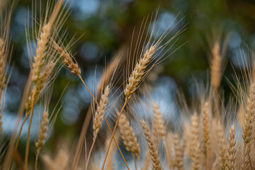 wheat ear, macro photo in the wheat field ready for harvest. Bread is made from wheat grains