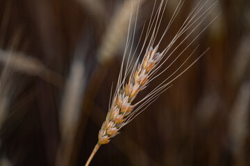 wheat ear, macro photo in the wheat field ready for harvest. Bread is made from wheat grains