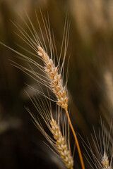 wheat ear, macro photo in the wheat field ready for harvest. Bread is made from wheat grains