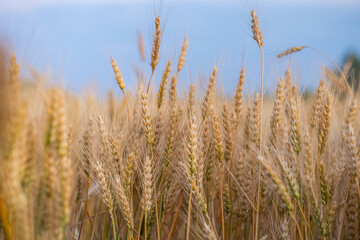 wheat ear, macro photo in the wheat field ready for harvest. Bread is made from wheat grains
