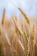 wheat ear, macro photo in the wheat field ready for harvest. Bread is made from wheat grains