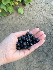 handful of blueberries Black currants in hands