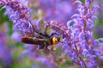Mammoth wasp on purple flowers