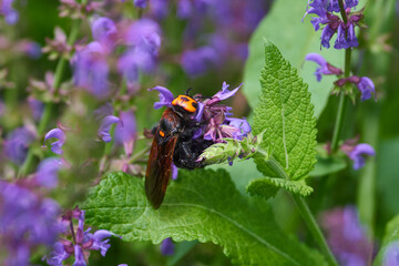 Mammoth wasp on purple flowers