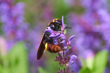 Megascolia maculata on lavender flower