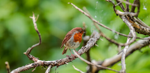 The European Robin (Erithacus rubecula)
