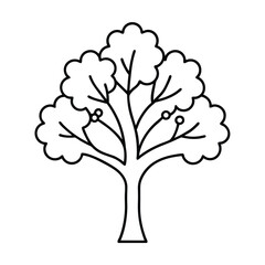 a white oak tree in bloom with small flower balls  (1)