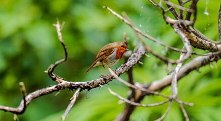 The European Robin (Erithacus rubecula) 