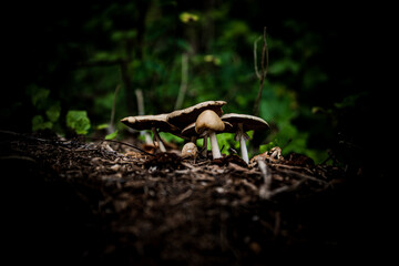 Autumn Mushrooms Beneath the Forest Canopy