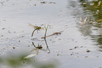 An Emperor Dragonfly taking off after laying eggs on vegetation in the water
